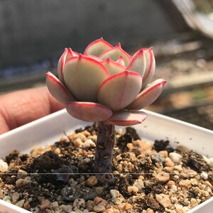 凌波仙子多肉稀有品种套餐大颗大株萌物迷老桩组合盆
