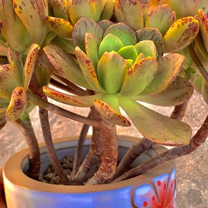 多肉绿茶法师老桩