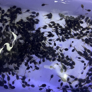 15天牛蛙蝌蚪苗圆头绿豆大宠物牛蛙活体活物小蝌蚪找妈妈幼儿园