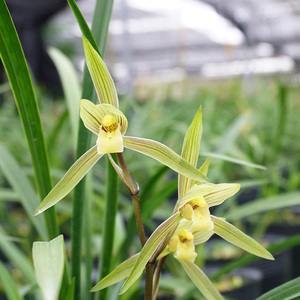 香涵兰苑春兰-春晖幽香型 阳台客厅茶座花卉绿植盆栽易来花