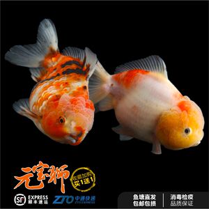 【五花狮子头金鱼】五花狮子头金鱼品牌,价格 - 阿里巴巴