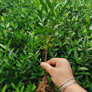 栀子花小叶树苗