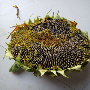 新鲜葵花盘22年葵花籽现摘嫩瓜子向日葵盘非干盘大花托带瓜子新货