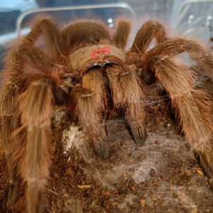 大长腿巨型爬行宠物蜘蛛巴西巨人金毛捕鸟蛛足展13-14cm凶猛活物