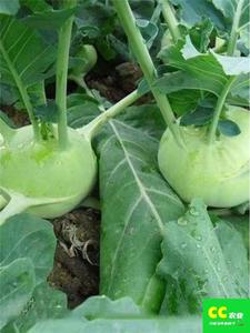 四季水果苤兰种子农科院蔬菜良种翠玉青苤蓝菜球有机皮兰蔬菜种子