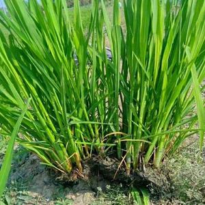 天猫现挖特早熟高产双季茭白种苗四季高笋苗高瓜苗老蹲苗蔬菜秧苗批发