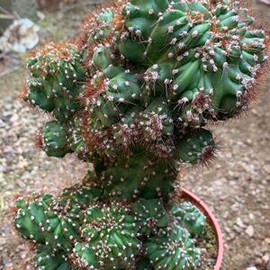 虎头山仙人掌罗汉山影拳仙人掌类沙生多肉植物虎头山影盆栽花卉