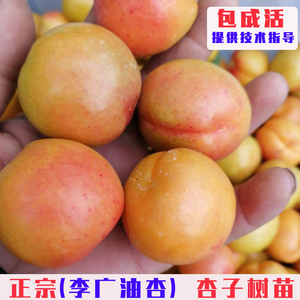 嫁接李广杏树苗特大敦煌李广油杏树果苗庭院盆栽地栽杏苗当年结果