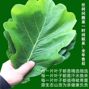 干槲叶坠伯乐叶柞树粽子叶大号胡叶100片新鲜的菠萝叶玻璃叶子饼