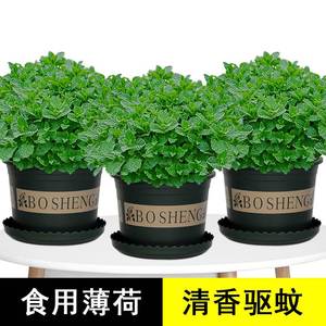 驱蚊草植物室外可食用薄荷防蚊草客厅放什么绿植好适合放卧室去蚊