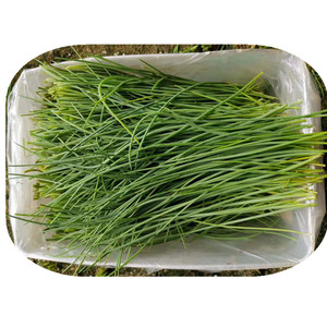 沙葱新鲜甘肃