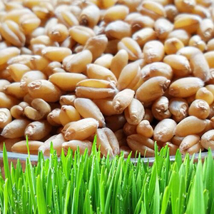 小麦粒食用磨面药引麦芽糖发芽苗草种子榨汁酿酒嫩麦杂粮鲜绿麦仁