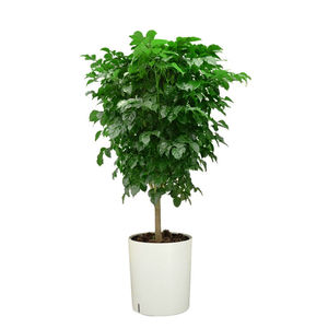 单棒绿宝幸福树绿植盆栽办公室内大植物1米2左右-胶盆含盆