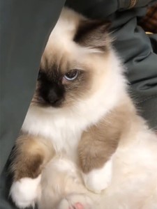 纯种布偶猫长毛猫重点色黑手套海双英长猫咪活体仙女猫宠物幼猫