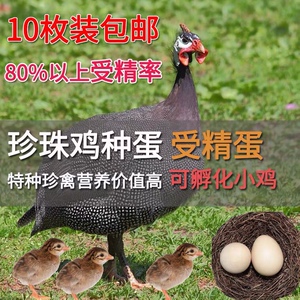 珍珠鸡种蛋受精蛋可孵化蛋各种快大土鸡蛋孵化种蛋特珍禽10枚包邮