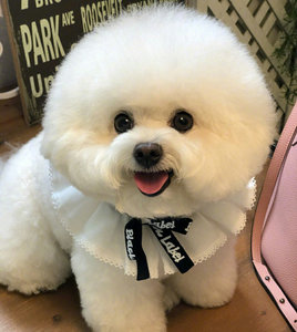 纯种比熊幼犬长不大茶杯犬不掉毛飞耳比熊小体小型犬活体宠物狗狗