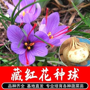 西藏红花种球种子苗卉植物室内四季开花不断耐寒耐冻番红庭院盆栽
