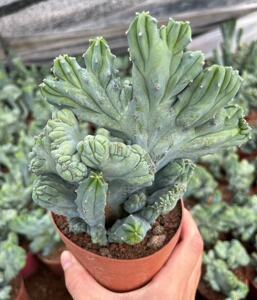 龙神木缀化石化珊瑚造型仙人掌桌面绿植盆栽蓝鸡腿柱花童花卉基地