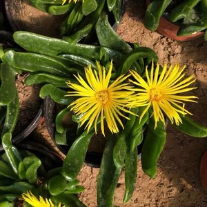 多肉佛手掌老桩