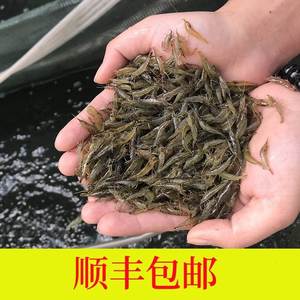 水生小宠物河虾苗淡水养殖小虾米活虾饲料虾活小观赏家养水族