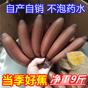 红皮香蕉 新鲜香蕉净重9斤红香蕉 红皮香焦红色香蕉 非粉蕉小米蕉