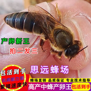 0059人付款淘宝【现货秒发】中蜂蜂王活体优质阿坝黑美人红背广东本地