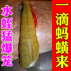 【专诱大蚂蟥】蚂蟥诱捕器蚂蟥水蛭专用引诱剂抓捕板子抓马鳖小药