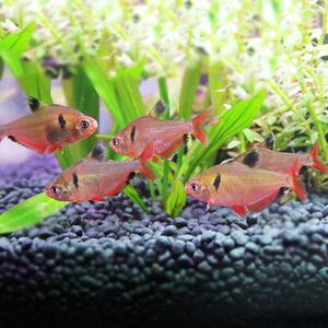 000人付款淘宝海水