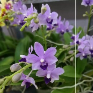 小茴紫蝴蝶兰兰花洋兰精品蝴蝶兰朵丽蝶