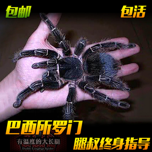 腿叔～新手入门网红品种巴西所罗门25cm大体型蜘蛛宠物活体捕鸟蛛