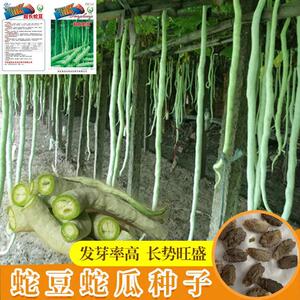 90农乐农资种业淘宝特长蛇瓜种子蛇豆角长瓜种籽特菜观赏食用蛇菜种