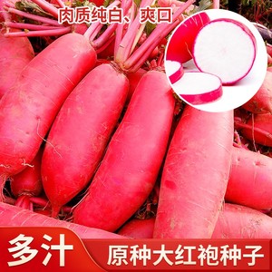 原种大红袍萝卜大红皮白肉萝卜种籽秋季红萝卜种子农家田园蔬菜种