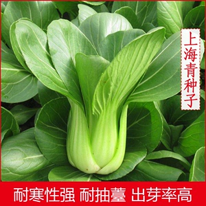 原厂彩包上海青种子油菜籽阳台盆栽四季播蔬菜大全种孑青梗菜种籽