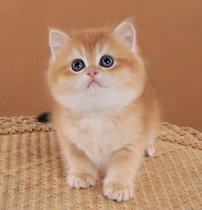 000人付款淘宝精品金渐层猫咪短毛金色ny11,12纯血统