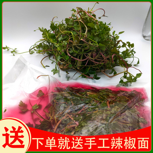 贵州特产野生芹酸芹菜新鲜野菜季节蔬菜泡水芹菜现做现发三斤包邮