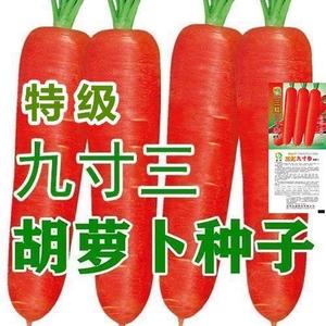 九寸三红胡萝卜种子水果蔬菜萝卜菜籽脆甜春秋季四季田园蔬菜种子