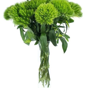 绿毛球石竹室内水培绿植物盆栽水养鲜花办公室桌面绿色护眼小清新