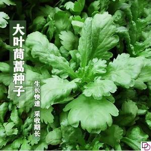 大叶茼蒿种子蔬菜种子四季易种庭院阳台盆栽播种大田春秋菜种籽孑