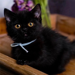 高勤博乐乐淘宝狸花猫纯种橘猫田园猫幼猫黑猫纯白猫家猫活体宠物