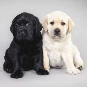 拉布拉多幼犬纯种大骨架中型导盲犬黑色白色布拉多宠物狗活物家养