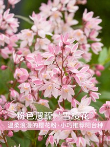 溲疏花粉色草莓田雪樱花园阳台花卉盆栽庭院耐寒好养花带花苞大苗