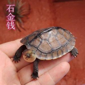石金龟苗