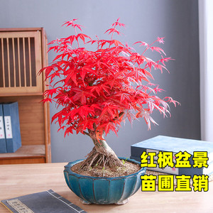 日本红枫盆景老桩矮霸红舞姬客厅办公桌四季花卉植物室内盆栽树苗