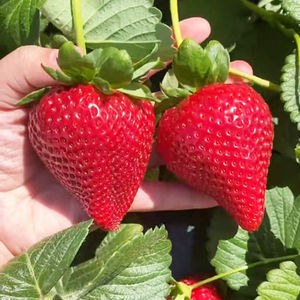 四季草莓苗盆栽特大食用奶油章姬丹东99草莓苗当年结果南北方种植