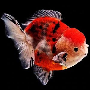 五花元宝狮金鱼虎纹水墨短尾狮子头活体冷淡水鱼招财进宝风水鱼