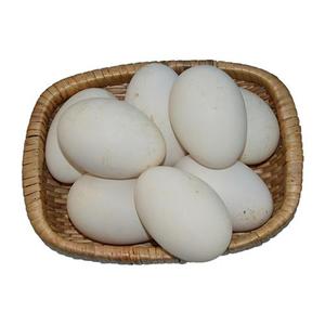纯种五龙鹅种蛋鹅蛋受精蛋种蛋可孵种鹅苗蛋化四季鹅种鹅蛋新鲜