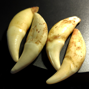 真黑狗牙吊坠男大獒牙齿项链女挂坠儿童宝宝随身狼牙饰品情侣挂件