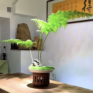 网红金毛狗脊蕨水培土培大型蕨类绿植室内摆设四季常青禅意境盆景