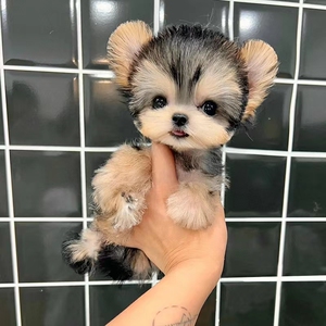 约克夏幼犬活体纯种茶杯金色小体约克夏幼崽金头银背纯种宠物狗狗