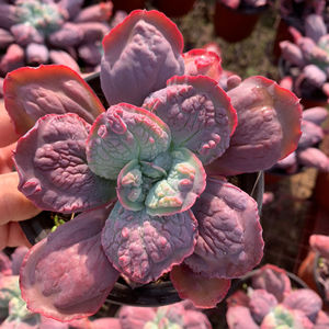 多肉植物《狂野男爵/卷叶男爵》包菜系列狂野男爵多肉